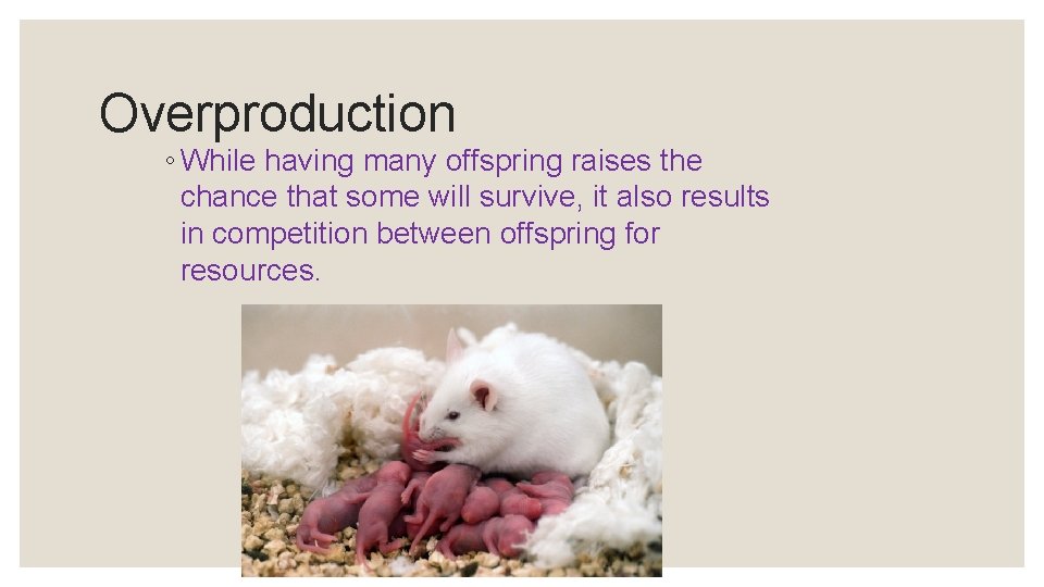 Overproduction ◦ While having many offspring raises the chance that some will survive, it