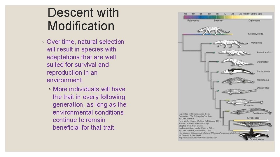Descent with Modification ◦ Over time, natural selection will result in species with adaptations
