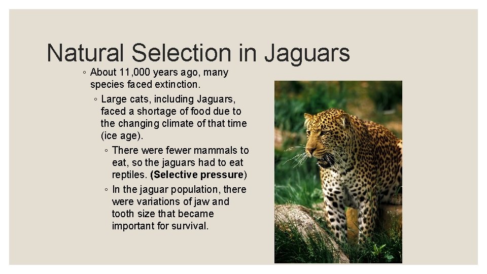 Natural Selection in Jaguars ◦ About 11, 000 years ago, many species faced extinction.