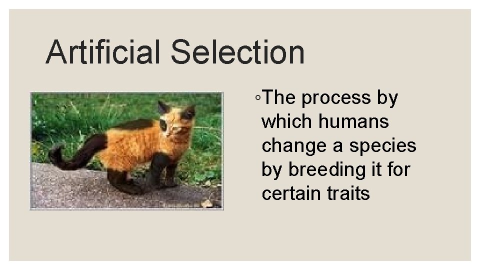 Artificial Selection ◦The process by which humans change a species by breeding it for