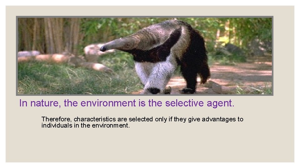 In nature, the environment is the selective agent. Therefore, characteristics are selected only if