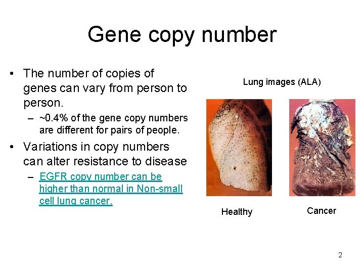 Gene copy number • The number of copies of genes can vary from person Gene copy number • The number of copies of genes can vary from person