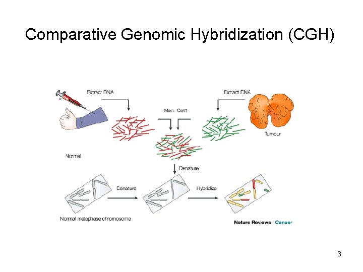 Comparative Genomic Hybridization (CGH) 3 Comparative Genomic Hybridization (CGH) 3