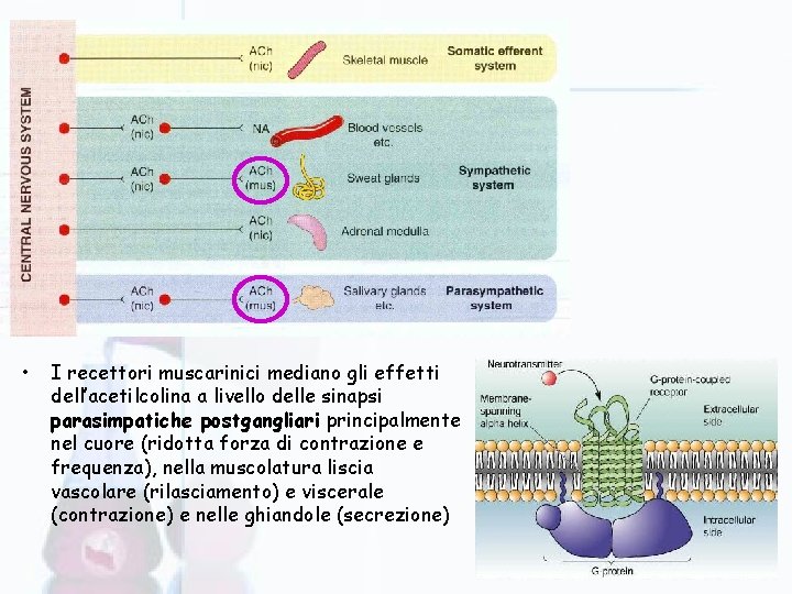  • I recettori muscarinici mediano gli effetti dell’acetilcolina a livello delle sinapsi parasimpatiche