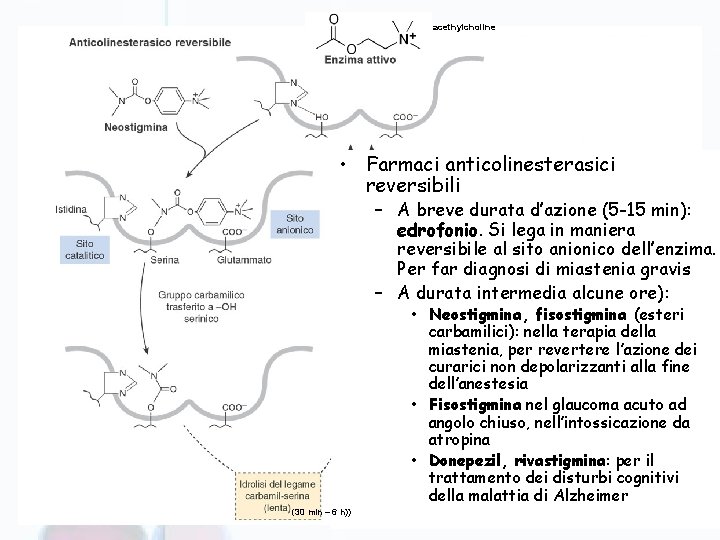 acethylcholine • Farmaci anticolinesterasici reversibili – A breve durata d’azione (5 -15 min): edrofonio.