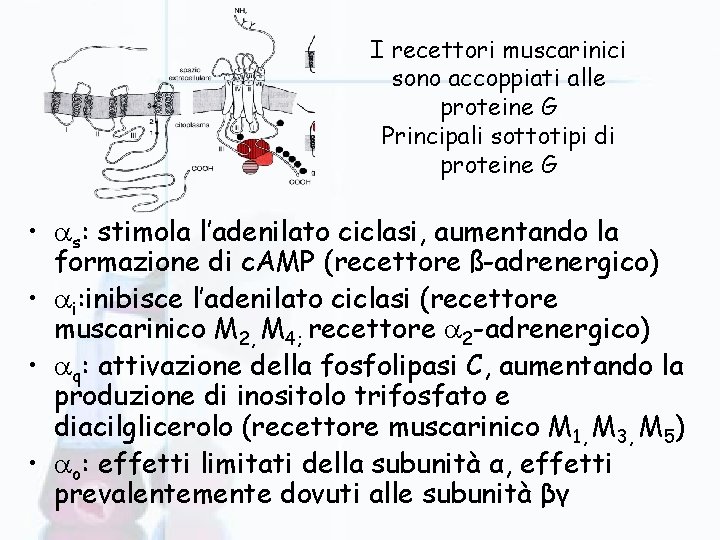 I recettori muscarinici sono accoppiati alle proteine G Principali sottotipi di proteine G •