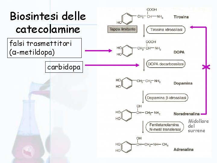 Biosintesi delle catecolamine falsi trasmettitori (α-metildopa) carbidopa Midollare del surrene 