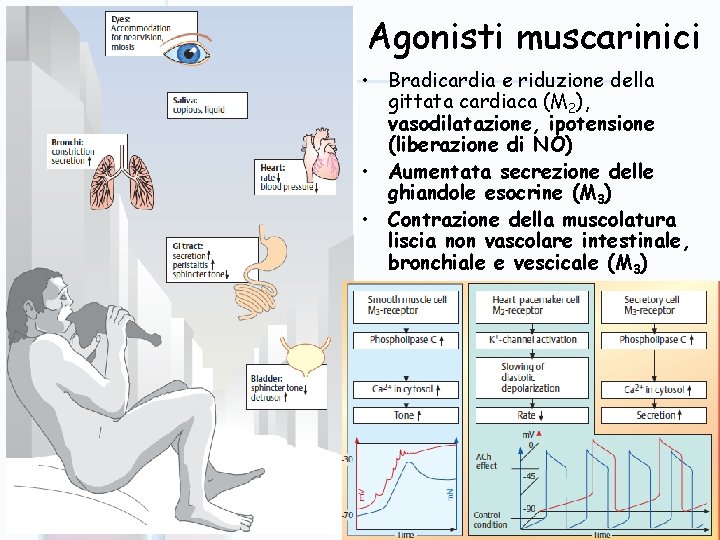 Agonisti muscarinici • Bradicardia e riduzione della gittata cardiaca (M 2), vasodilatazione, ipotensione (liberazione