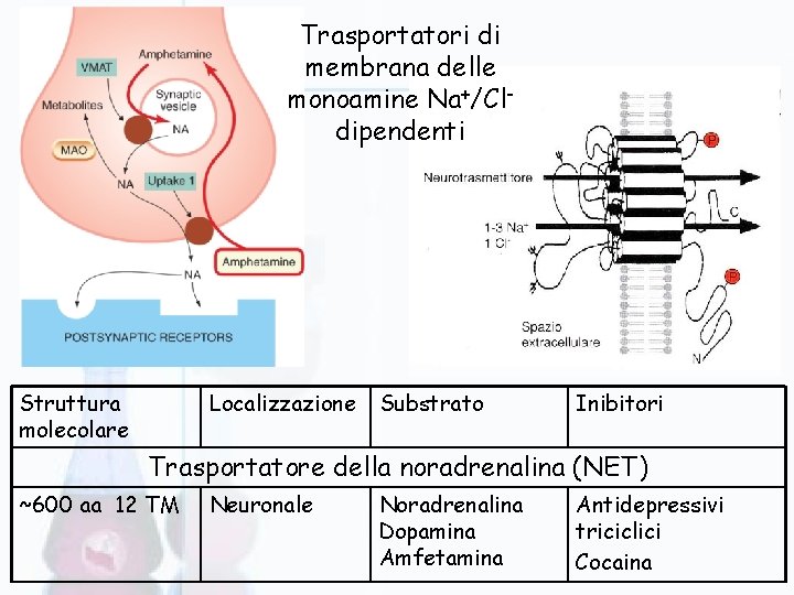 Trasportatori di membrana delle monoamine Na+/Cldipendenti Struttura molecolare Localizzazione Substrato Inibitori Trasportatore della noradrenalina