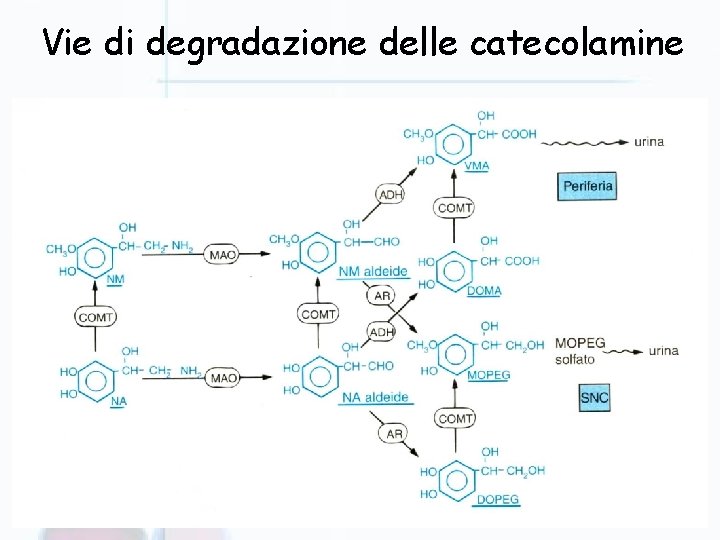 Vie di degradazione delle catecolamine 