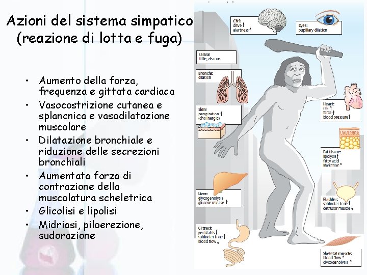 Azioni del sistema simpatico (reazione di lotta e fuga) • Aumento della forza, frequenza