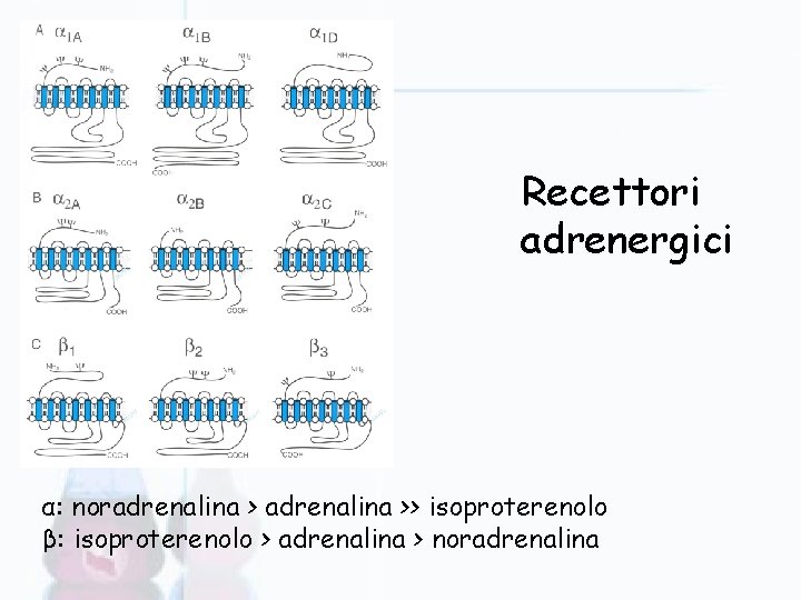 Recettori adrenergici α: noradrenalina >> isoproterenolo β: isoproterenolo > adrenalina > noradrenalina 