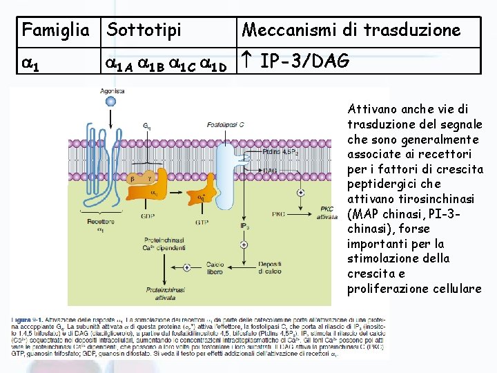 Famiglia Sottotipi 1 Meccanismi di trasduzione 1 A 1 B 1 C 1 D