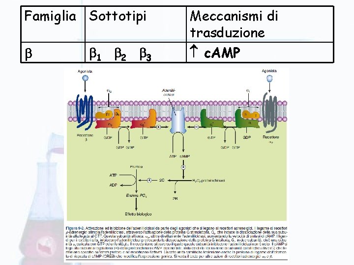 Famiglia Sottotipi 1 2 3 Meccanismi di trasduzione c. AMP Famiglia Sottotipi 1 2 3 Meccanismi di trasduzione c. AMP