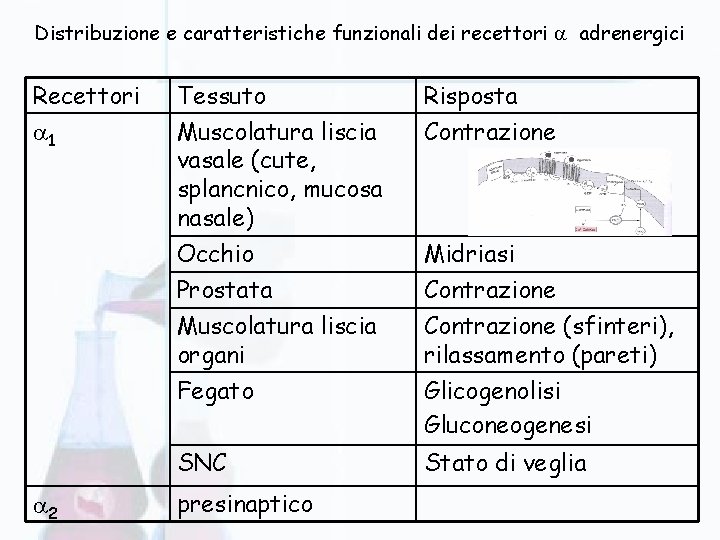 Distribuzione e caratteristiche funzionali dei recettori adrenergici Recettori Tessuto Risposta 1 Muscolatura liscia vasale