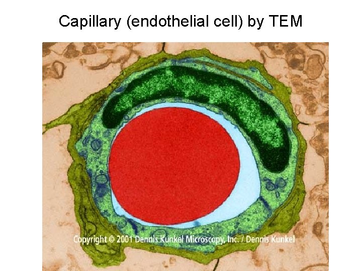 Capillary (endothelial cell) by TEM 