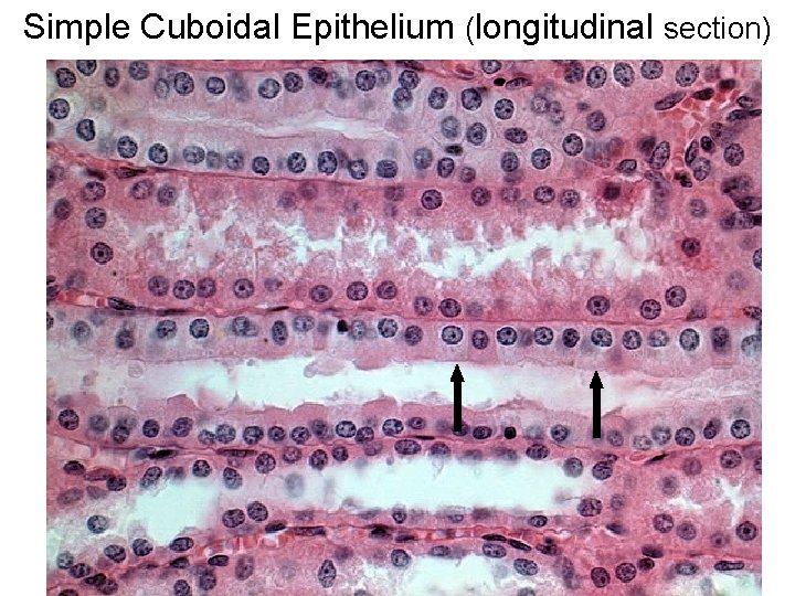 Simple Cuboidal Epithelium (longitudinal section) 