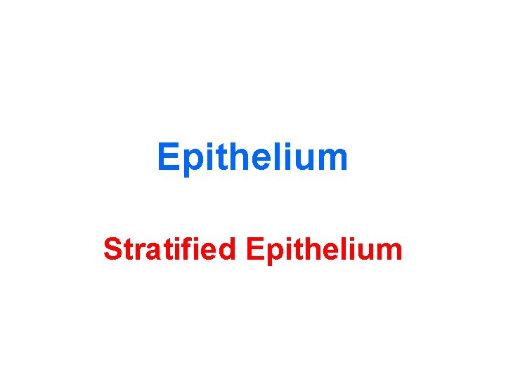 Epithelium Stratified Epithelium 