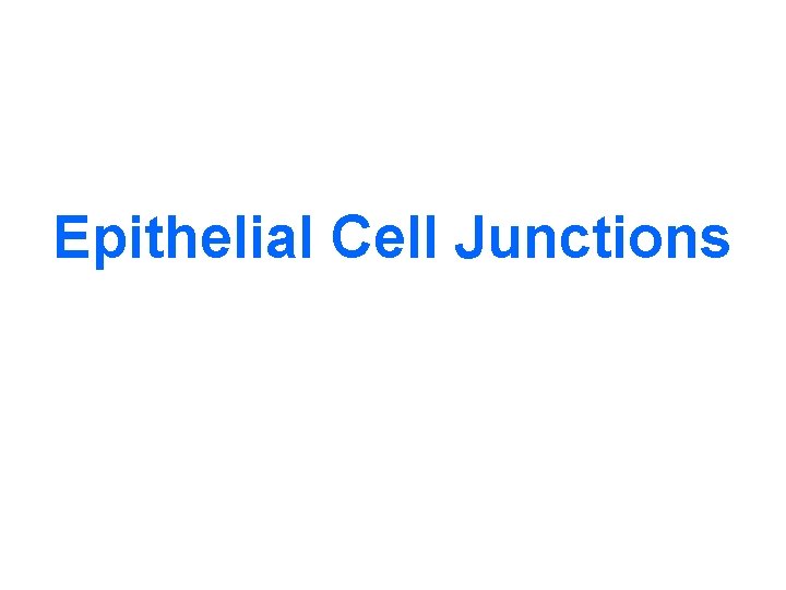 Epithelial Cell Junctions 