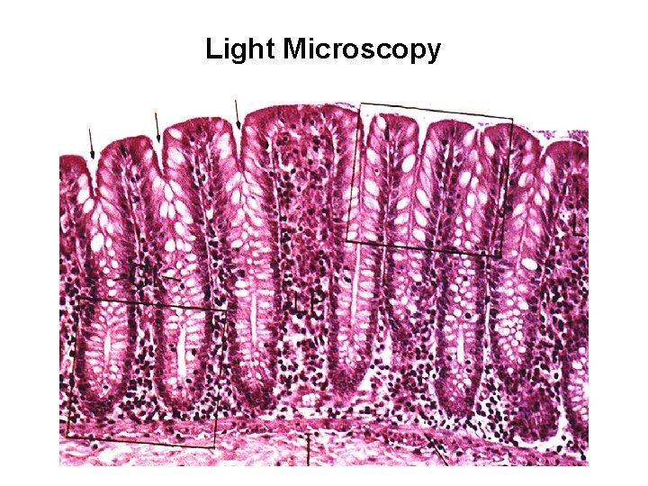 Light Microscopy 