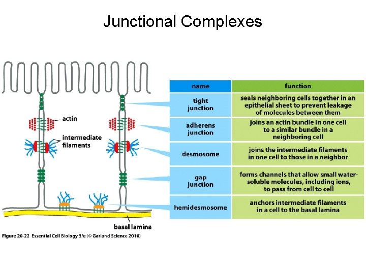 Junctional Complexes 