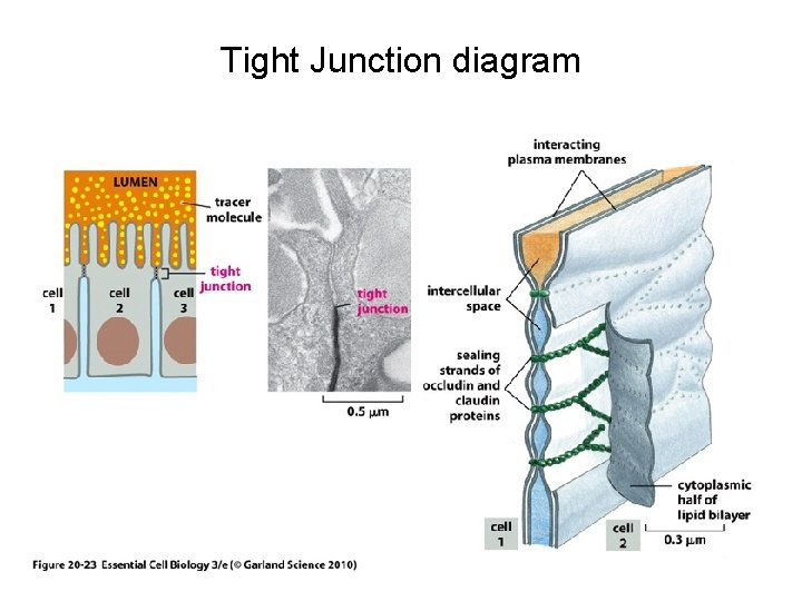 Tight Junction diagram 