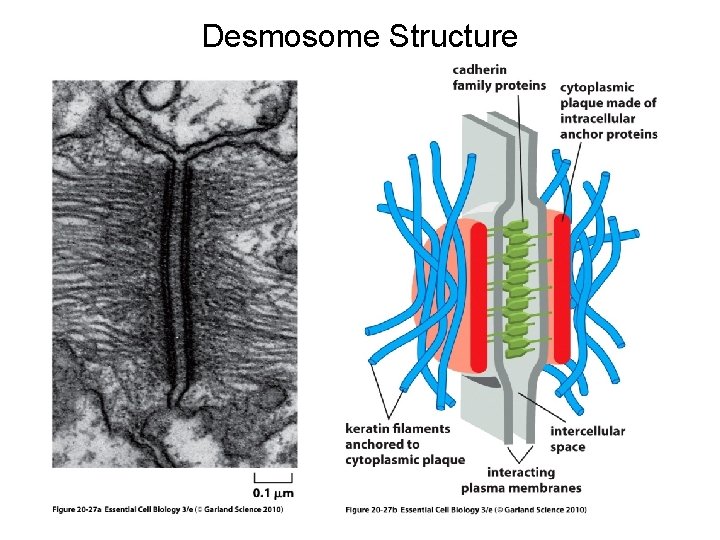 Desmosome Structure 