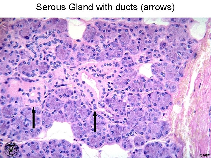 Serous Gland with ducts (arrows) 