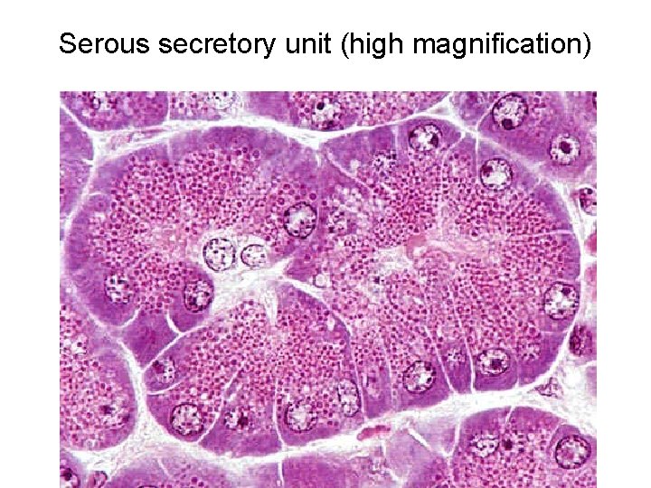 Serous secretory unit (high magnification) 