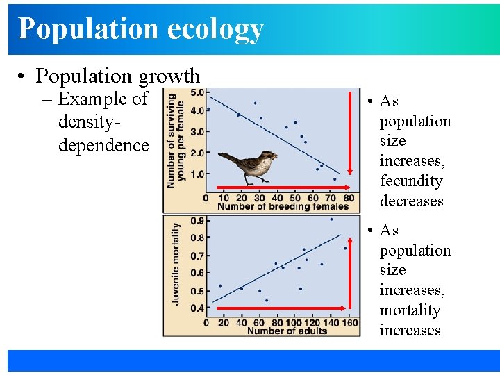 Population ecology • Population growth – Example of densitydependence • As population size increases,
