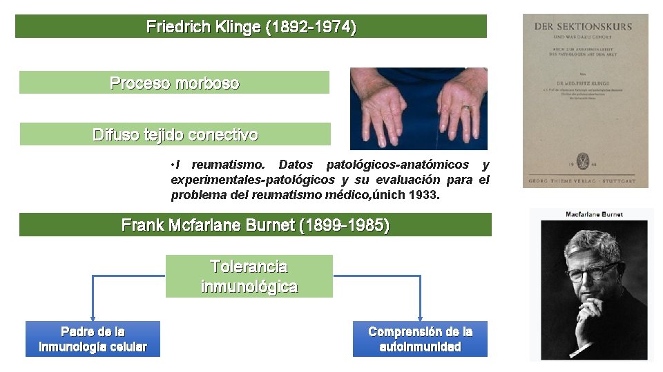 Friedrich Klinge (1892 -1974) Proceso morboso Difuso tejido conectivo • l reumatismo. Datos patológicos-anatómicos