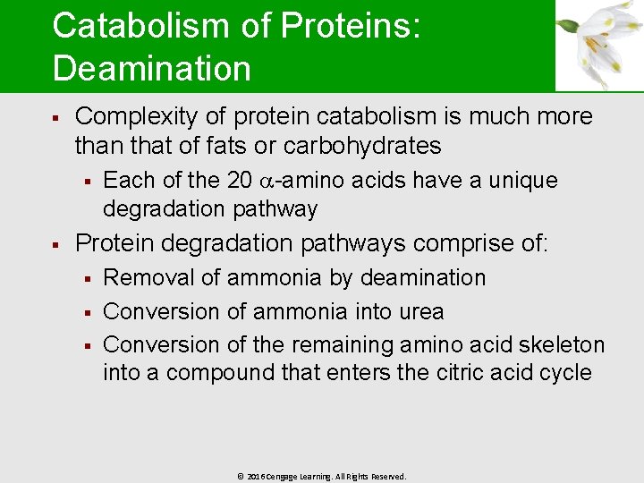 Catabolism of Proteins: Deamination § Complexity of protein catabolism is much more than that