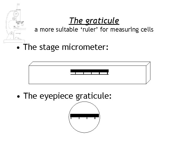 The graticule a more suitable ‘ruler’ for measuring cells • The stage micrometer: • The graticule a more suitable ‘ruler’ for measuring cells • The stage micrometer: •
