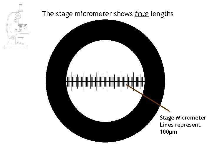 The stage micrometer shows true lengths Stage Micrometer Lines represent 100μm The stage micrometer shows true lengths Stage Micrometer Lines represent 100μm