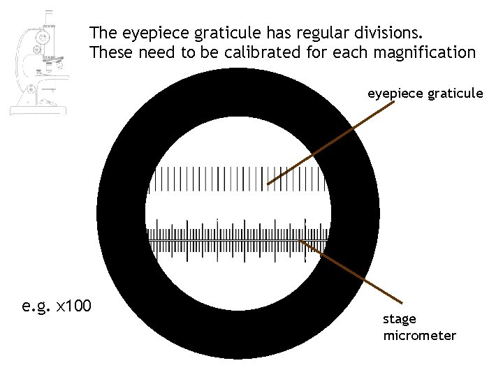The eyepiece graticule has regular divisions. These need to be calibrated for each magnification The eyepiece graticule has regular divisions. These need to be calibrated for each magnification