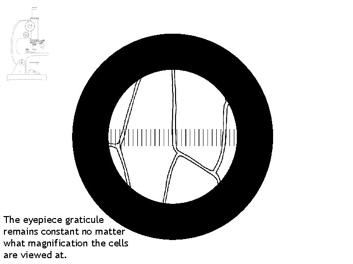 The eyepiece graticule remains constant no matter what magnification the cells are viewed at. The eyepiece graticule remains constant no matter what magnification the cells are viewed at.