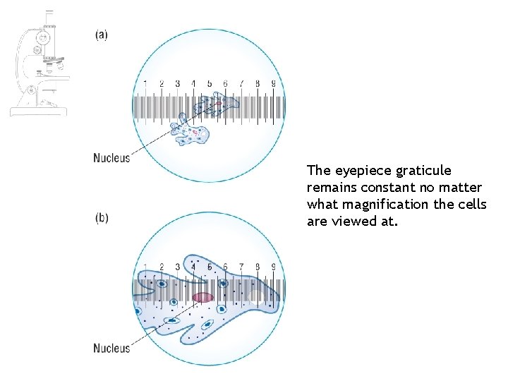 The eyepiece graticule remains constant no matter what magnification the cells are viewed at. The eyepiece graticule remains constant no matter what magnification the cells are viewed at.