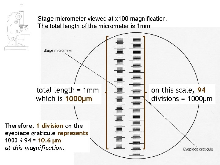 Stage micrometer viewed at x 100 magnification. The total length of the micrometer is Stage micrometer viewed at x 100 magnification. The total length of the micrometer is