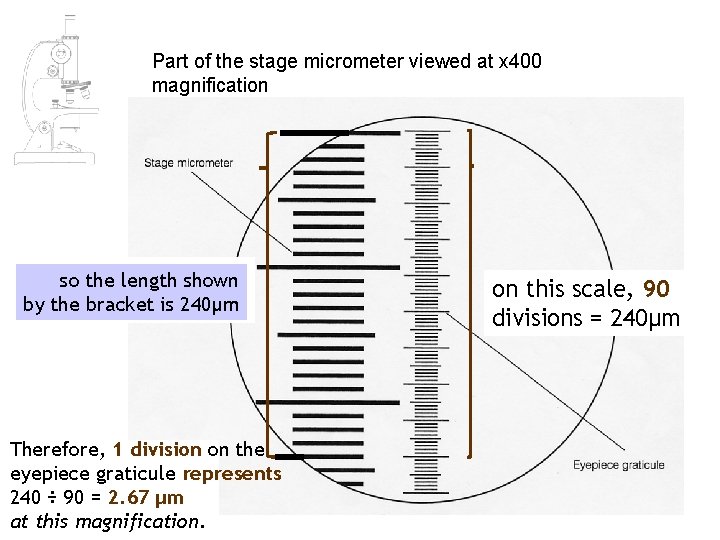 Part of the stage micrometer viewed at x 400 magnification remember thatshown each so Part of the stage micrometer viewed at x 400 magnification remember thatshown each so