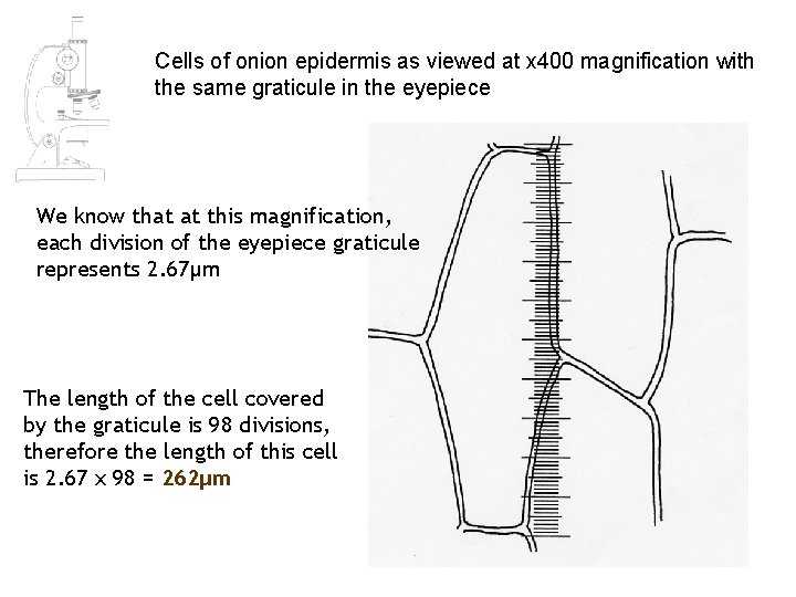 Cells of onion epidermis as viewed at x 400 magnification with the same graticule Cells of onion epidermis as viewed at x 400 magnification with the same graticule