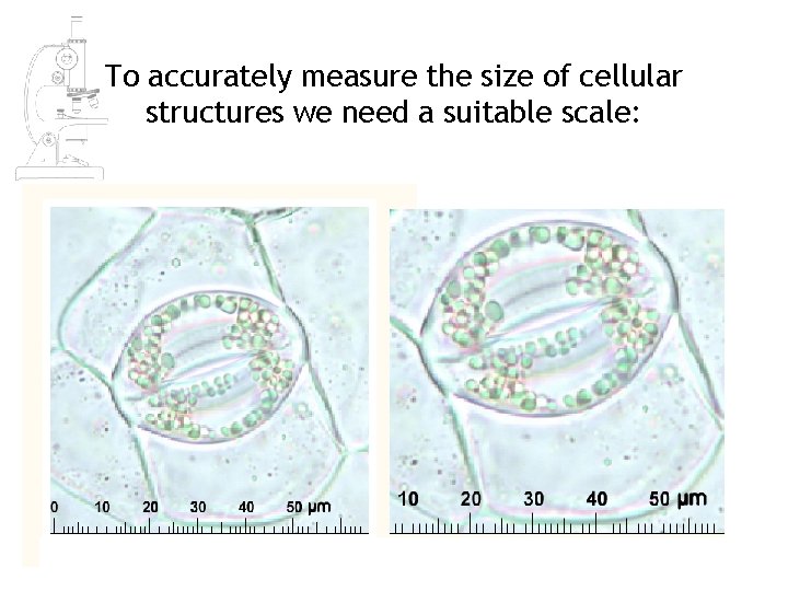 To accurately measure the size of cellular structures we need a suitable scale: To accurately measure the size of cellular structures we need a suitable scale: