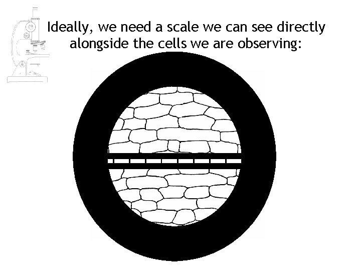 Ideally, we need a scale we can see directly alongside the cells we are Ideally, we need a scale we can see directly alongside the cells we are