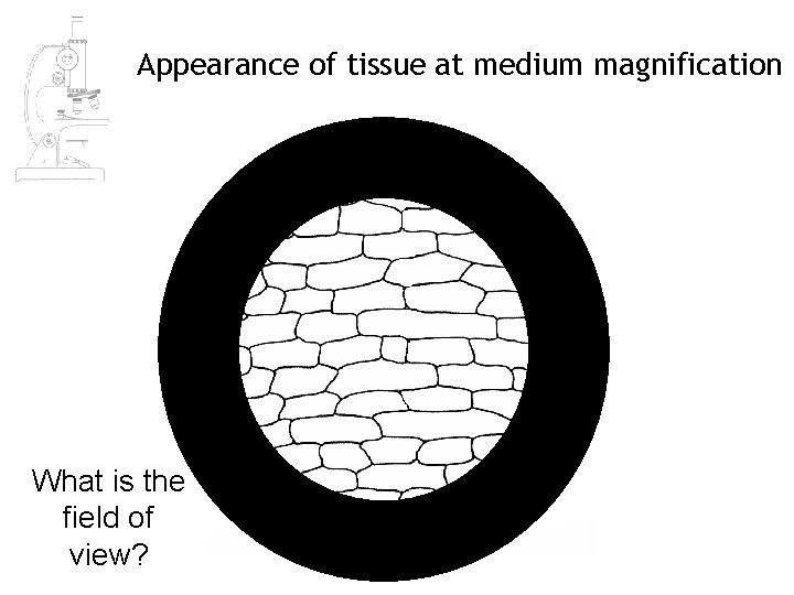 Appearance of tissue at medium magnification What is the field of view? Appearance of tissue at medium magnification What is the field of view?