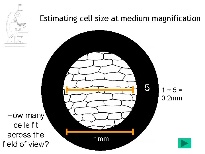 Estimating cell size at medium magnification 5 How many cells fit across the field Estimating cell size at medium magnification 5 How many cells fit across the field