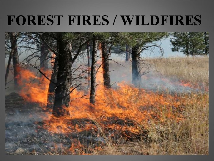 FOREST FIRES / WILDFIRES 