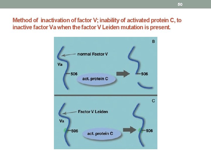 50 Method of inactivation of factor V; inability of activated protein C, to inactive 50 Method of inactivation of factor V; inability of activated protein C, to inactive