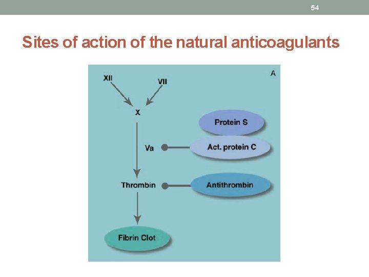 54 Sites of action of the natural anticoagulants 54 Sites of action of the natural anticoagulants