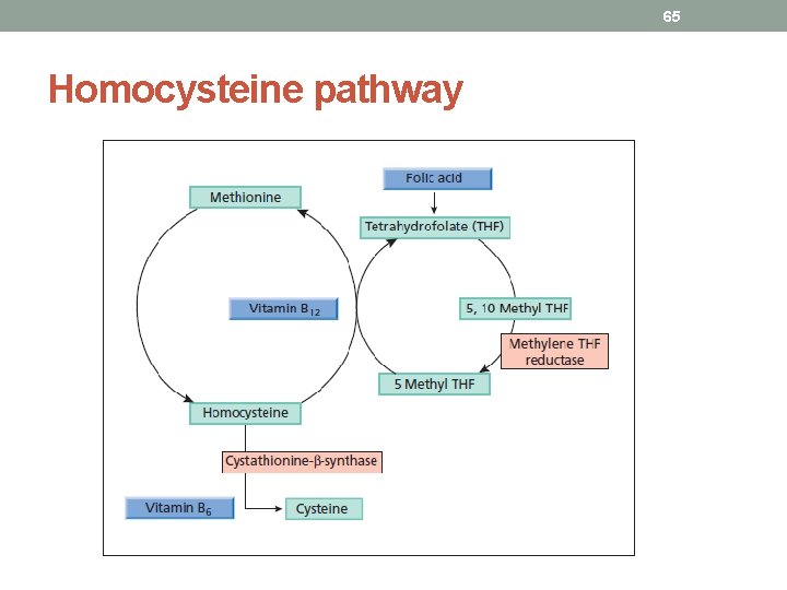 65 Homocysteine pathway 