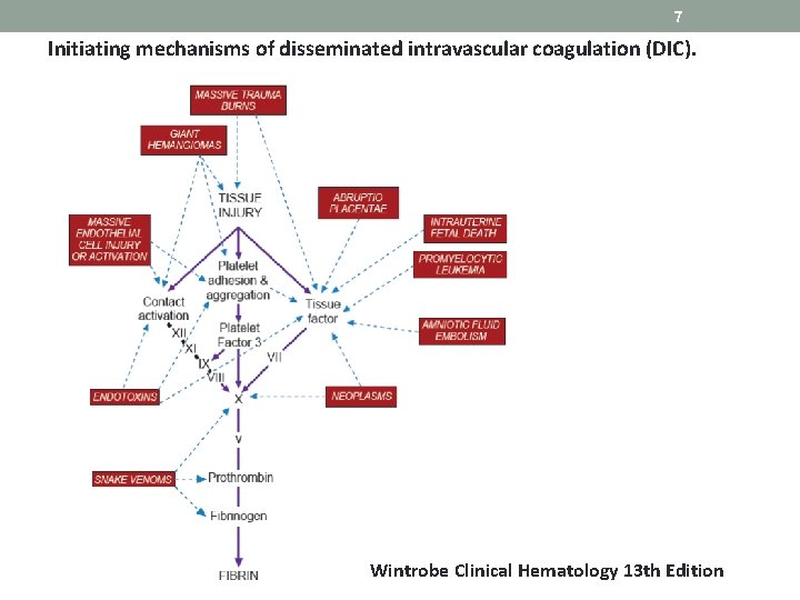 7 Initiating mechanisms of disseminated intravascular coagulation (DIC). Wintrobe Clinical Hematology 13 th Edition