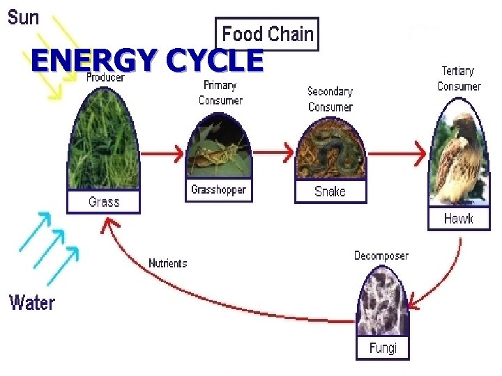 ENERGY CYCLE 